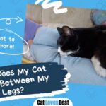 reasons for why your cat sleep between your legs