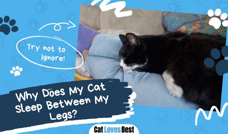 reasons for why your cat sleep between your legs