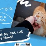 reasons my cat lick my hand