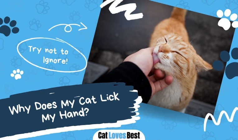 reasons my cat lick my hand