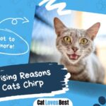 reasons why cats chirp