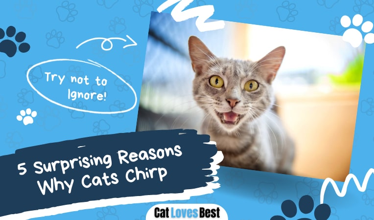 reasons why cats chirp