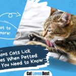 reasons why cats lick themselves when petted