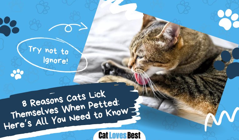 reasons why cats lick themselves when petted