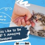 reasons why cats like to be petted