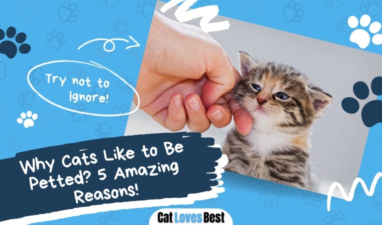 reasons why cats like to be petted