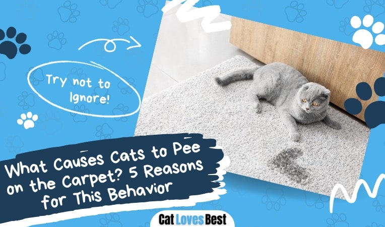 reasons why cats pee on the carpet