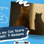 reasons why cats stare at the walls