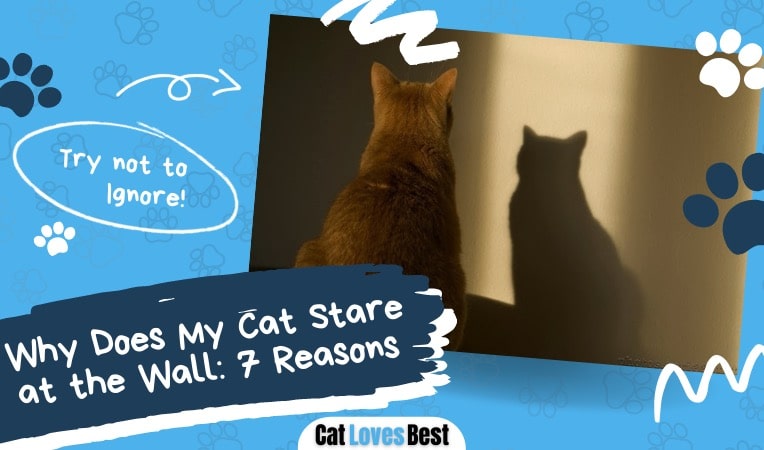 reasons why cats stare at the walls