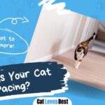 reasons why your cat is pacing