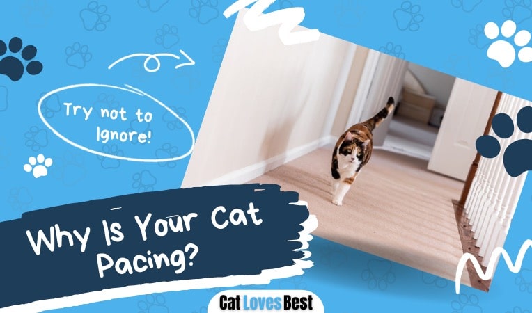 reasons why your cat is pacing