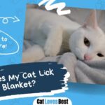 reasons why your cat licks the blanket
