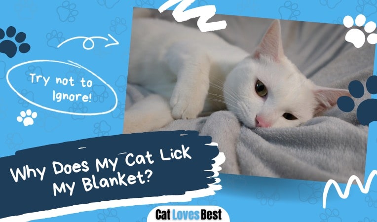 reasons why your cat licks the blanket