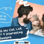 reasons why your cat licks your face