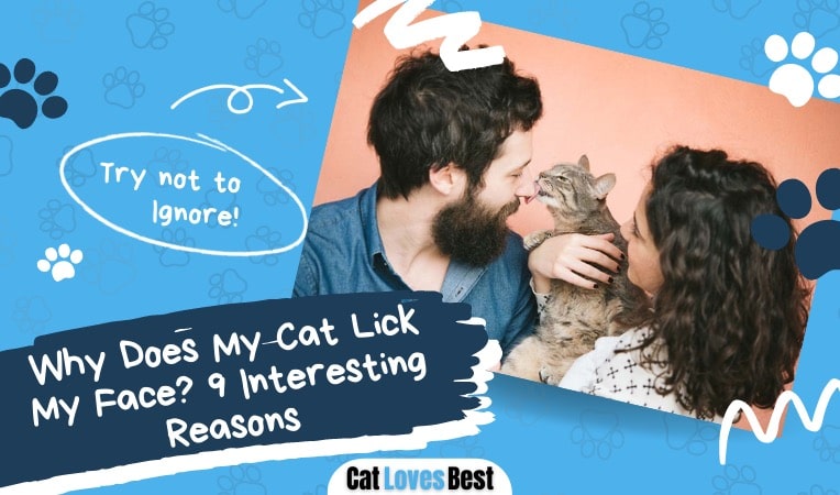 reasons why your cat licks your face