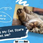 reasons why your cat stares at you