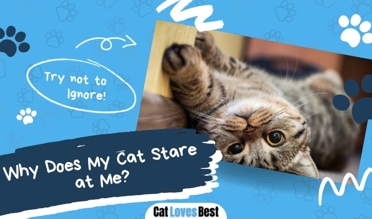 reasons why your cat stares at you