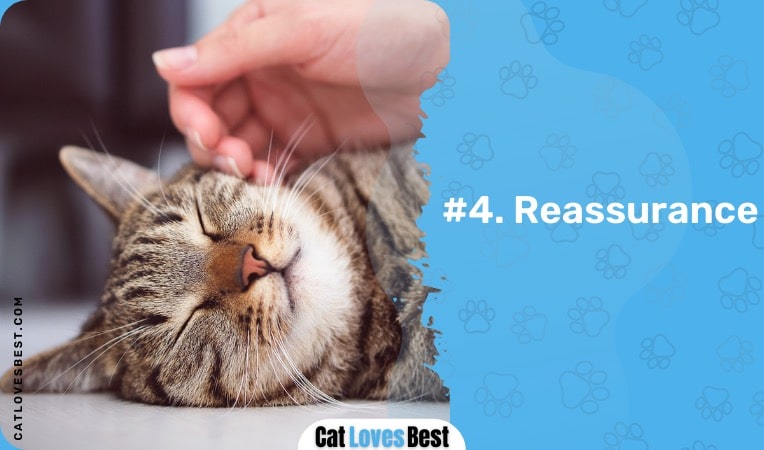 reassure your cat