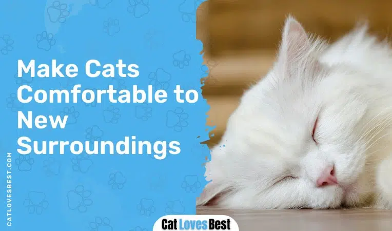 make cats comfortable to the new surroundings