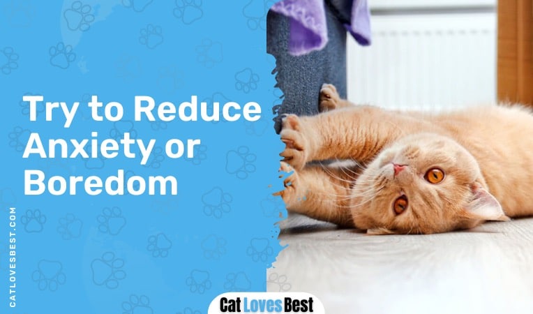 reduce anxiety or boredom in cat scratching behavior