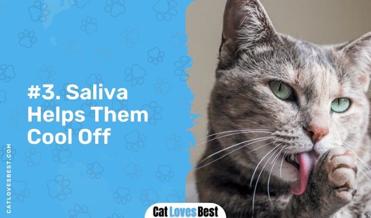 saliva helps cats to cool off