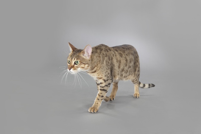 savannah cat breed