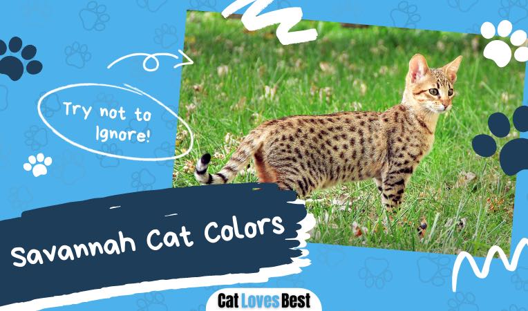 savannah cat colors