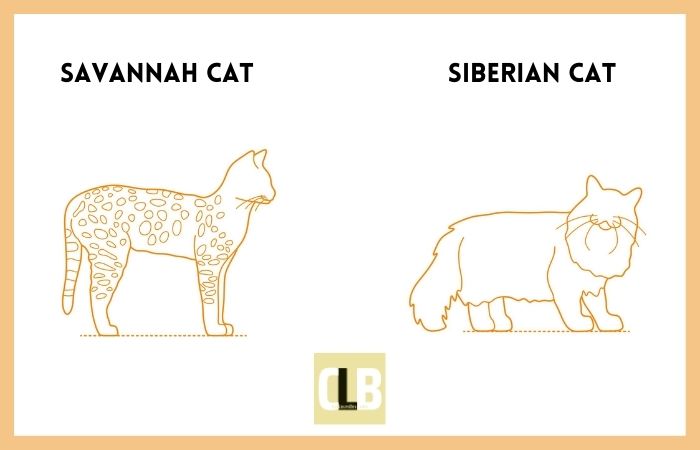 savannah cat vs siberian cat comparison