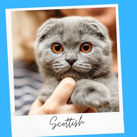 scottish cat breed