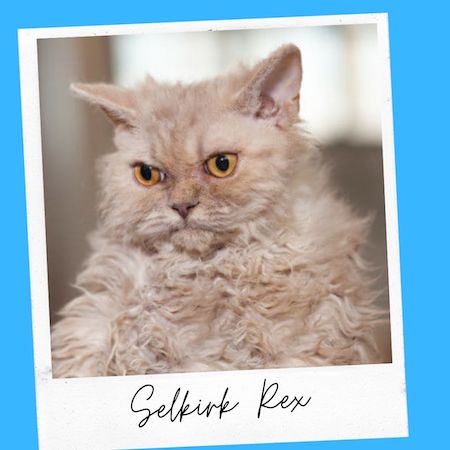 selkirk cat breed