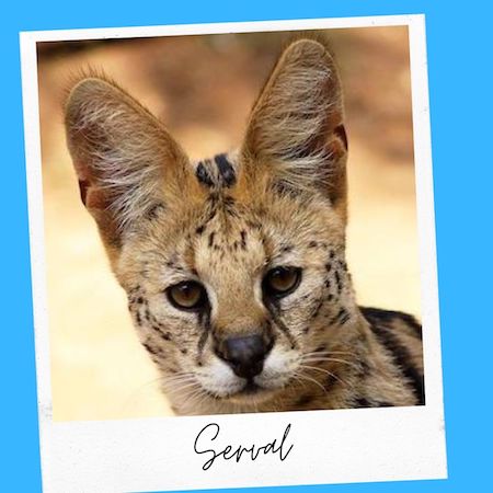 Serval Wild Cat With Big Ears