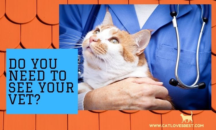 Should you See Vet If Cat Is Rubbing On Legs