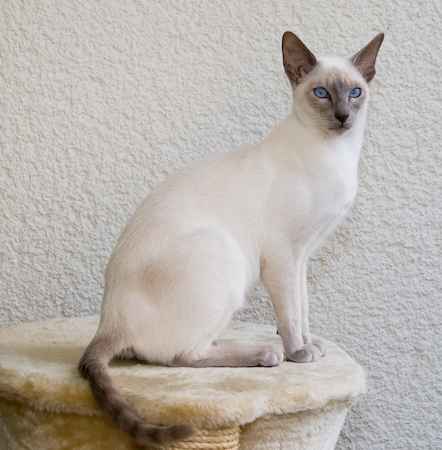 siamese cat breed