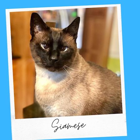 siamese cat breed