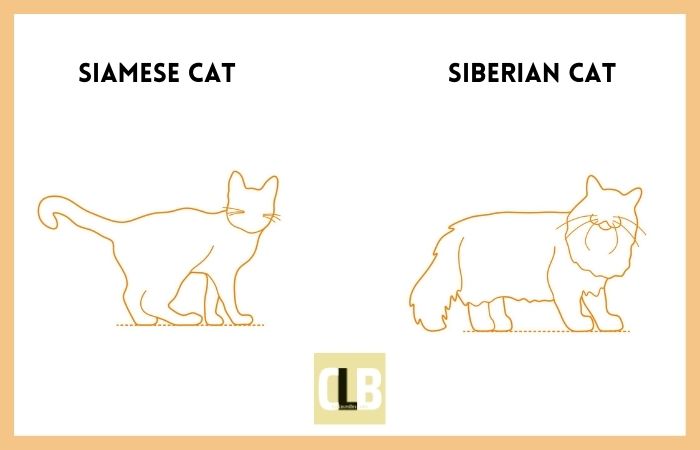 siamese cat vs siberian cat comparison