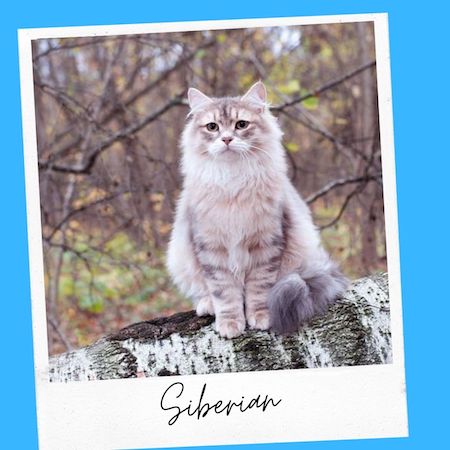 siberian cat breed