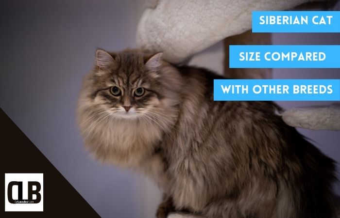 siberian cat size compared with other breeds