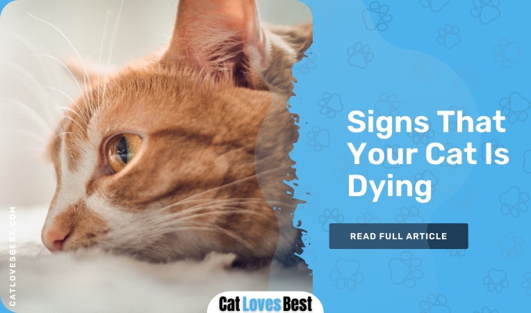 signs that your cat is dying