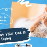 signs your cat is dying all you need to know