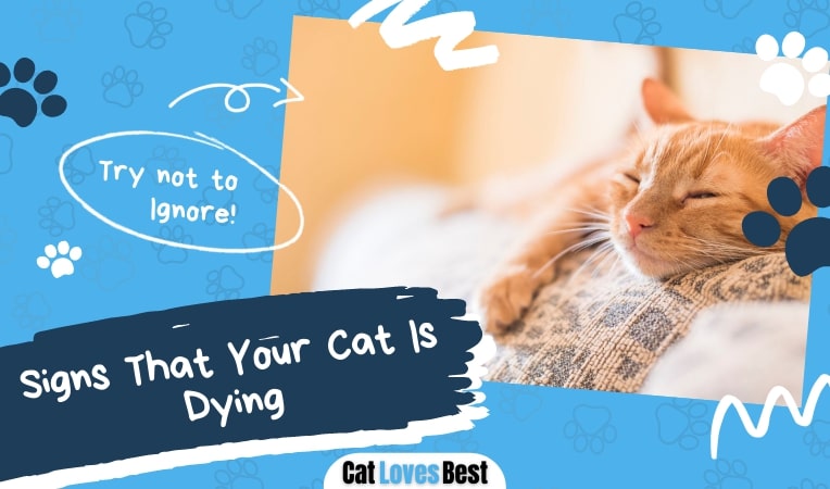 signs your cat is dying all you need to know