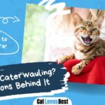 six reasons behind caterwauling behavior in cats