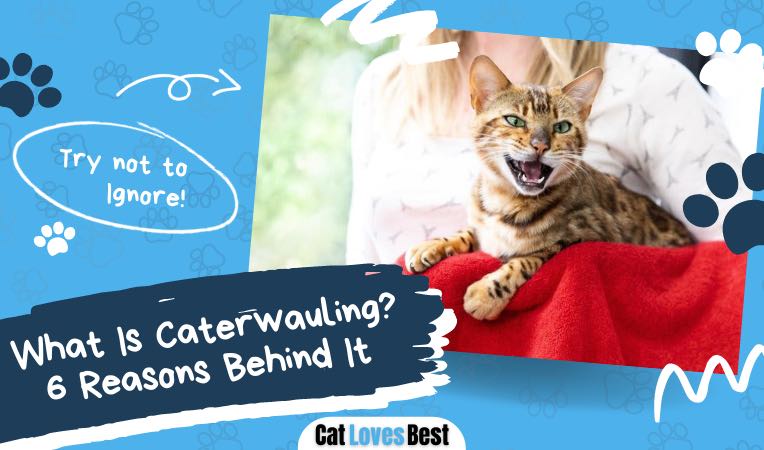 six reasons behind caterwauling behavior in cats