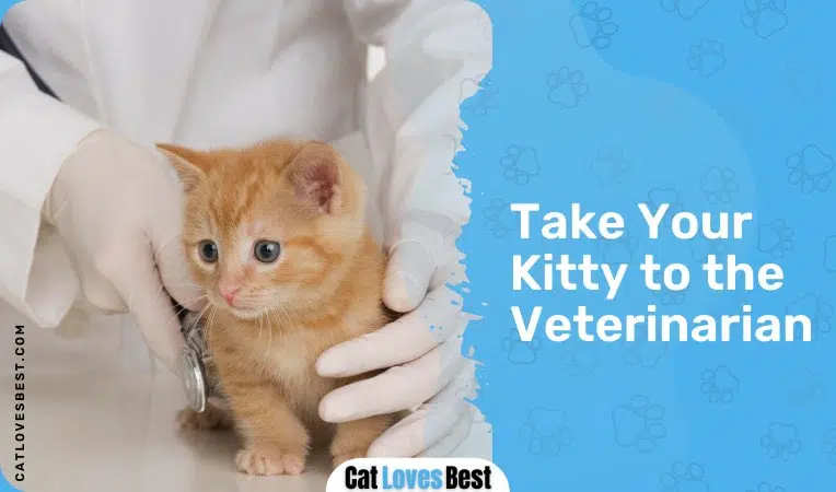 take your cat to the veterinarian