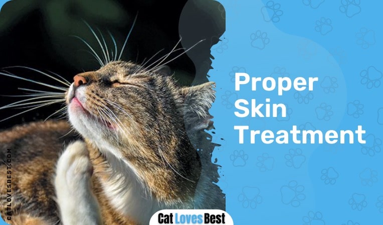 skin treatment for scratching behavior in cats