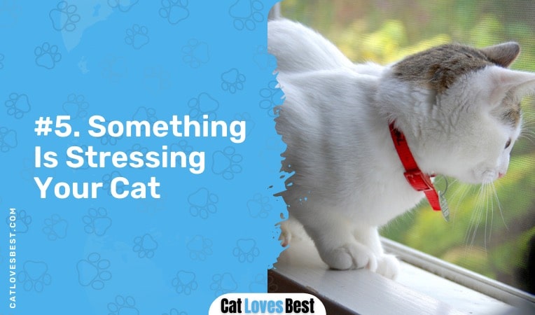 something is stressing your cat