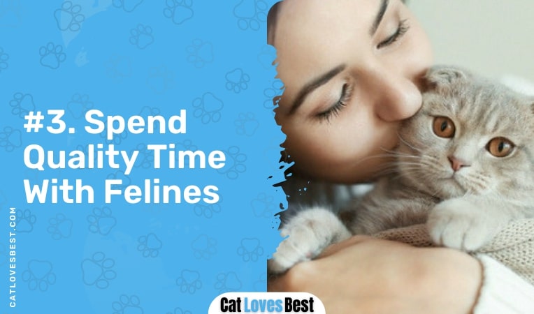 spend quality time with felines