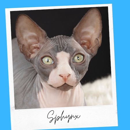 sphynx cat breed 