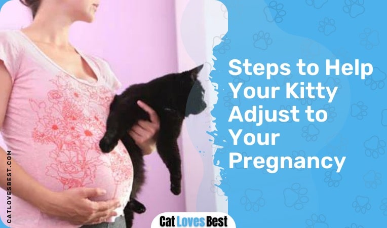 steps to help your cat adjust to your pregnancy