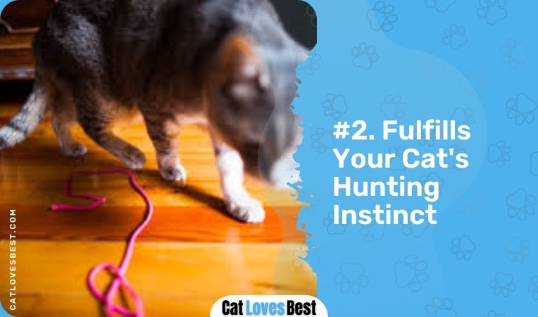 string fulfills your cat's hunting instinct