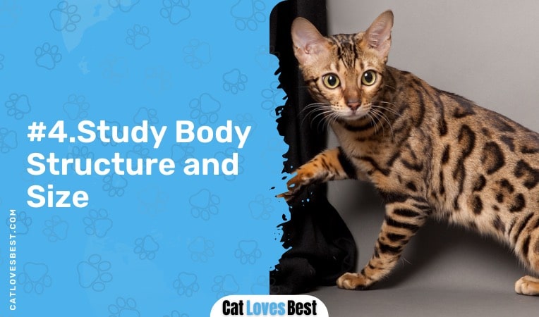 study the body structure and size of your bengal cat
